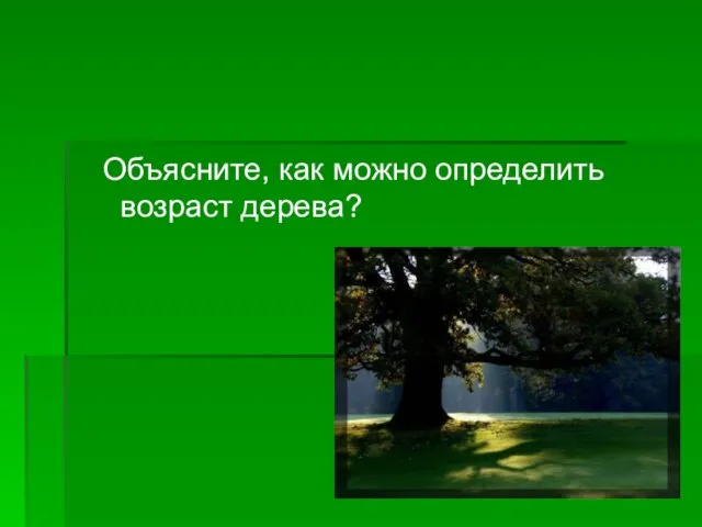 Объясните, как можно определить возраст дерева?