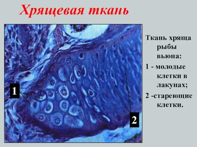 Хрящевая ткань Ткань хряща рыбы вьюна: 1 - молодые клетки в лакунах;