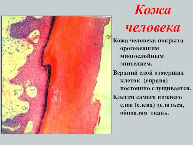 Кожа человека Кожа человека покрыта ороговевшим многослойным эпителием. Верхний слой отмерших клеток