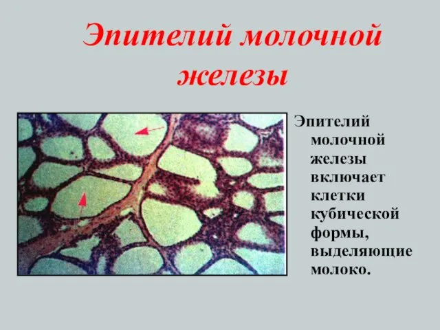 Эпителий молочной железы Эпителий молочной железы включает клетки кубической формы, выделяющие молоко.