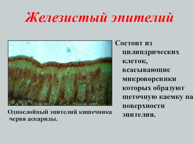 Железистый эпителий Состоит из цилиндрических клеток, всасывающие микроворсинки которых образуют щеточную каемку