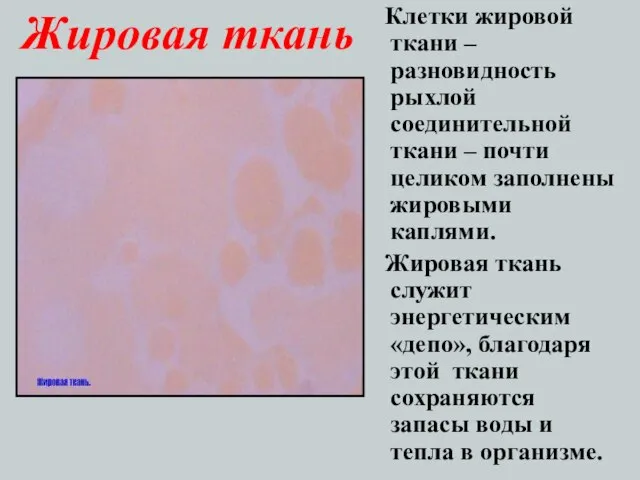 Жировая ткань Клетки жировой ткани – разновидность рыхлой соединительной ткани – почти