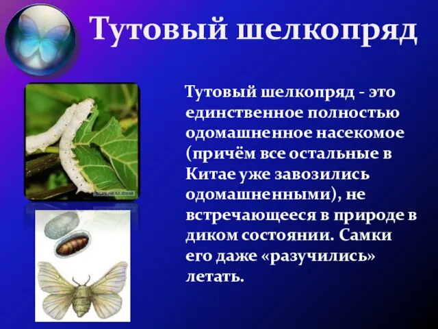 Тутовый шелкопряд Тутовый шелкопряд - это единственное полностью одомашненное насекомое (причём все