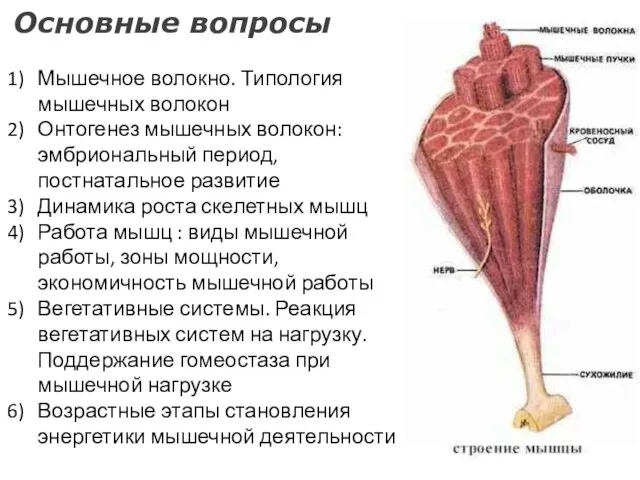 Основные вопросы Мышечное волокно. Типология мышечных волокон Онтогенез мышечных волокон: эмбриональный период,