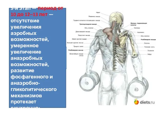 3-й этап — период от 10 до 12–13 лет — отсутствие увеличения