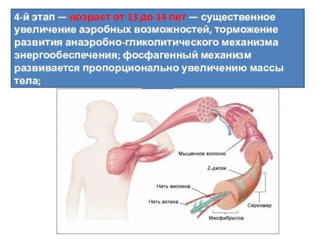 4-й этап — возраст от 13 до 14 лет — существенное увеличение