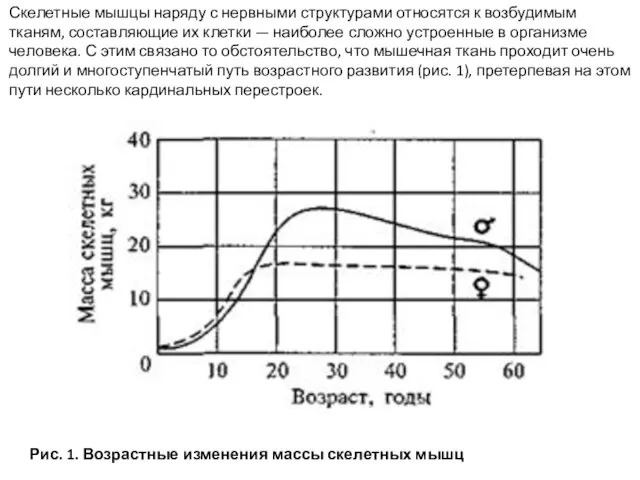 Рис. 1. Возрастные изменения массы скелетных мышц Скелетные мышцы наряду с нервными