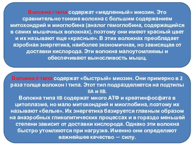 Волокна I типа содержат «медленный» миозин. Это сравнительно тонкие волокна с большим