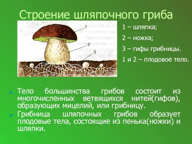 Строение шляпочного гриба Тело большинства грибов состоит из многочисленных ветвящихся нитей(гифов), образующих