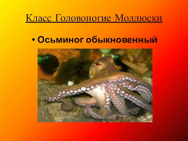 Класс Головоногие Моллюски Осьминог обыкновенный