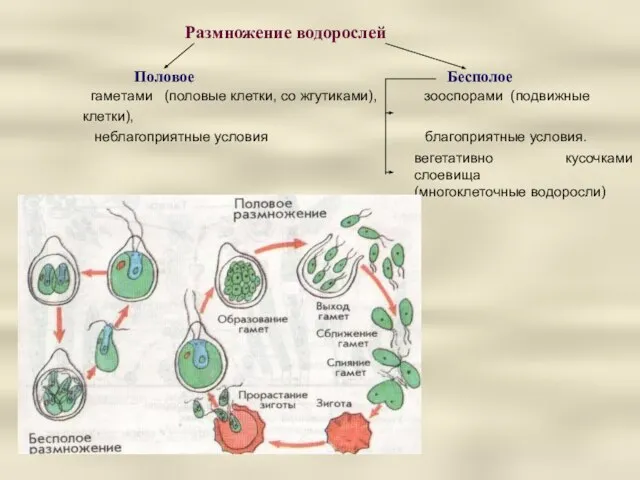 Размножение водорослей Половое Бесполое гаметами (половые клетки, со жгутиками), зооспорами (подвижные клетки),