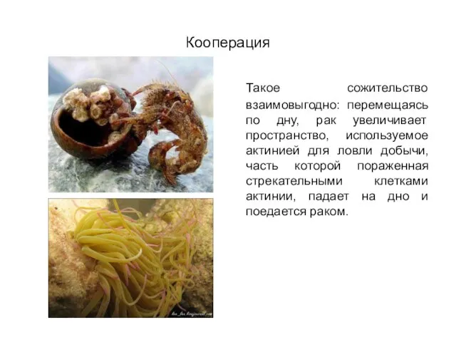 Кооперация Такое сожительство взаимовыгодно: перемещаясь по дну, рак увеличивает пространство, используемое актинией