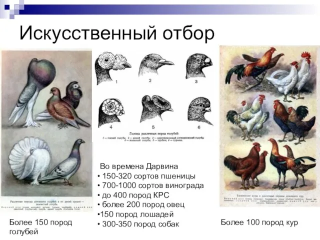 Искусственный отбор Во времена Дарвина 150-320 сортов пшеницы 700-1000 сортов винограда до