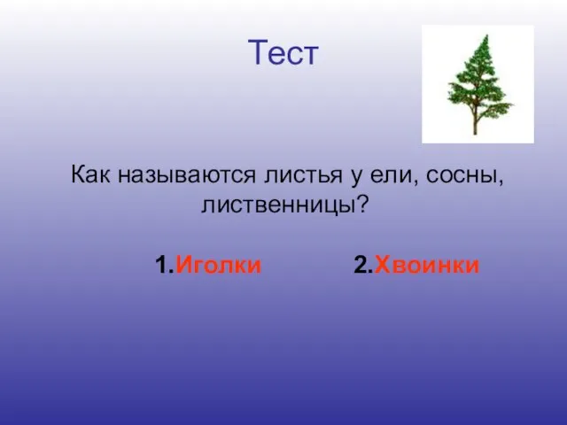 Тест Как называются листья у ели, сосны, лиственницы? 1.Иголки 2.Хвоинки