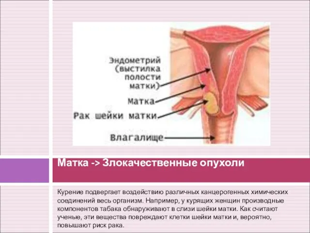 Курение подвергает воздействию различных канцерогенных химических соединений весь организм. Например, у курящих