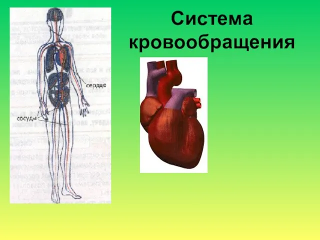 Система кровообращения