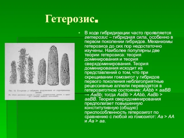 Гетерозис. В ходе гибридизации часто проявляется гетерозис – гибридная сила, особенно в