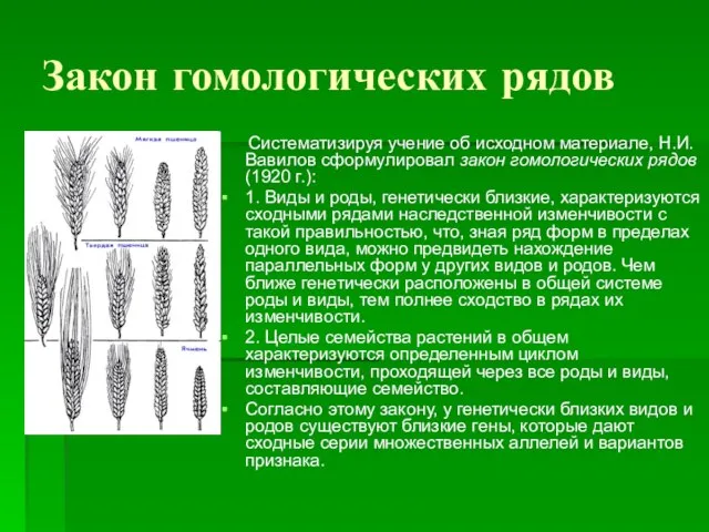 Закон гомологических рядов Систематизируя учение об исходном материале, Н.И. Вавилов сформулировал закон