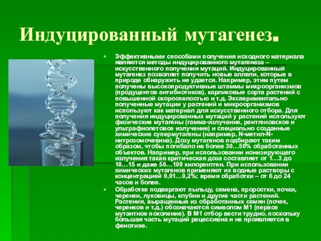 Индуцированный мутагенез. Эффективными способами получения исходного материала являются методы индуцированного мутагенеза –