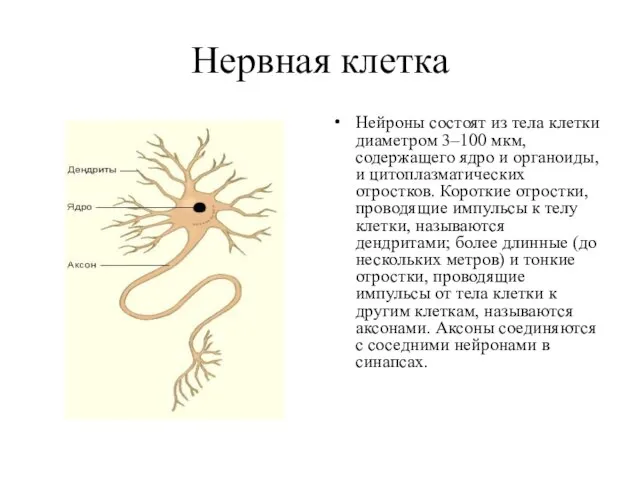 Нервная клетка Нейроны состоят из тела клетки диаметром 3–100 мкм, содержащего ядро