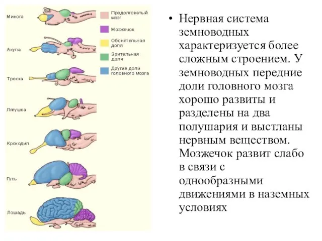 Нервная система земноводных характеризуется более сложным строени­ем. У земноводных передние доли головного