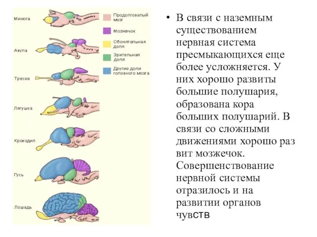 В связи с наземным существованием нервная система пресмыкающихся еще более усложняется. У