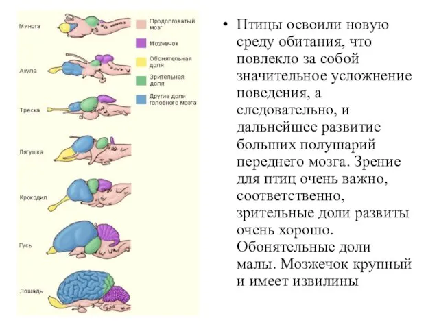 Птицы освоили новую среду обитания, что повлекло за собой значитель­ное усложнение поведения,