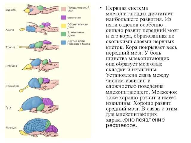 Нервная система млекопитающих достигает наибольшего развития. Из пяти отделов особенно сильно развит