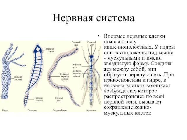 Нервная система Впервые нервные клетки появляются у кишечнополостных. У гидры они расположены