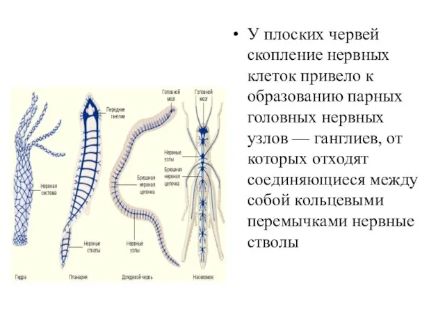 У плоских червей скопление нервных клеток привело к образованию пар­ных головных нервных