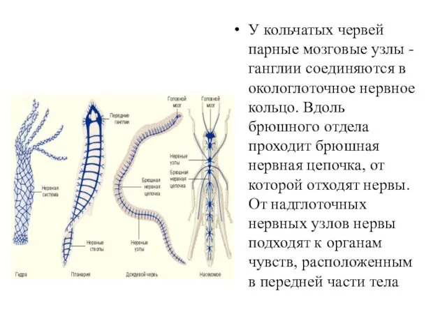 У кольчатых червей парные мозговые узлы - ганглии соединяются в около­глоточное нервное