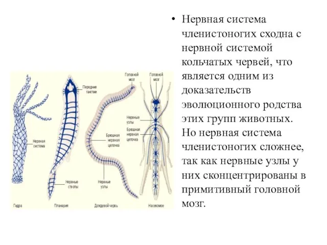 Нервная система членистоногих сходна с нервной системой кольчатых червей, что является одним