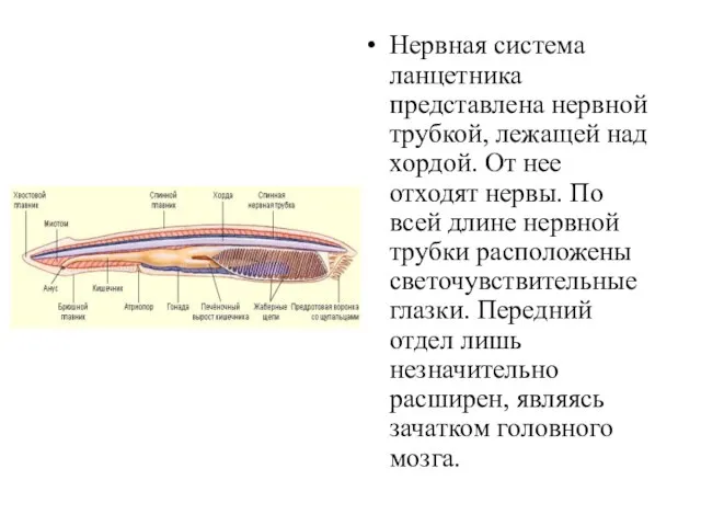 Нервная система ланцетника представлена нервной трубкой, лежащей над хордой. От нее отходят