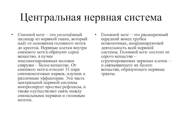 Центральная нервная система Спинной мозг – это уплощённый цилиндр из нервной ткани,