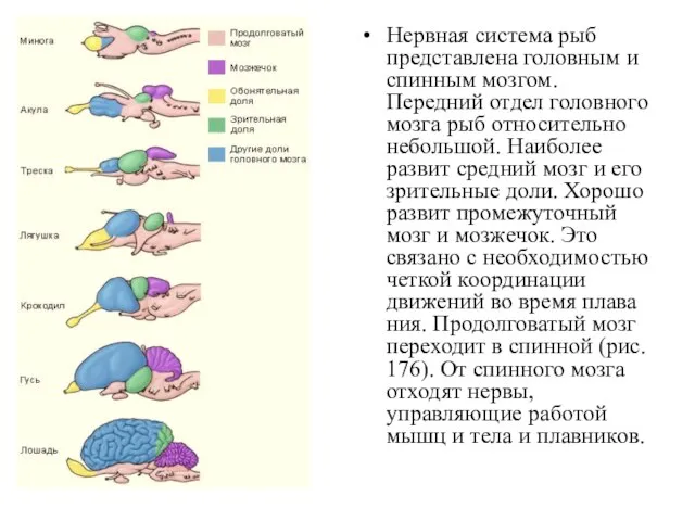 Нервная система рыб представлена головным и спинным мозгом. Передний отдел головного мозга