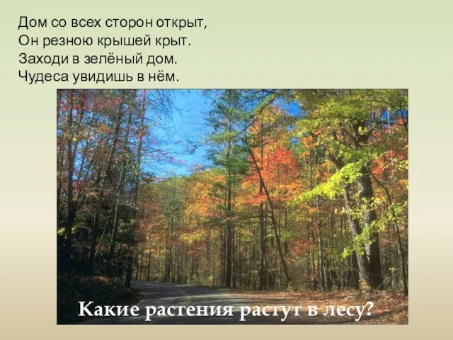 Дом со всех сторон открыт, Он резною крышей крыт. Заходи в зелёный