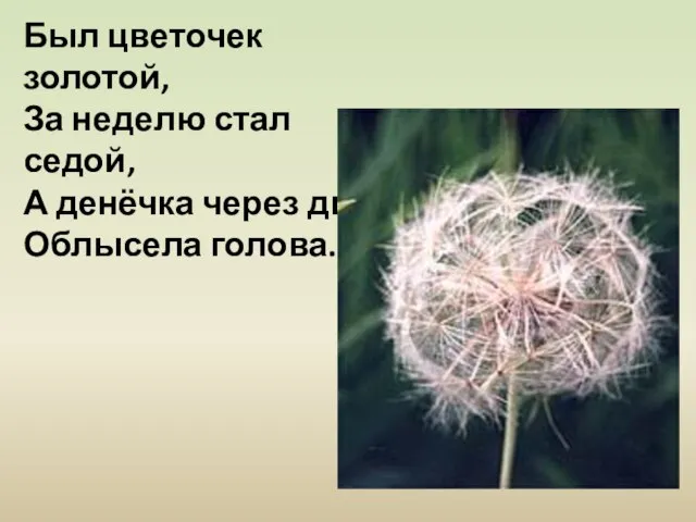 Был цветочек золотой, За неделю стал седой, А денёчка через два Облысела голова.