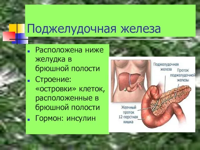 Поджелудочная железа Расположена ниже желудка в брюшной полости Строение: «островки» клеток, расположенные