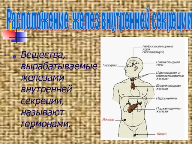 Вещества, вырабатываемые железами внутренней секреции, называют гормонами. Расположение желез внутренней секреции