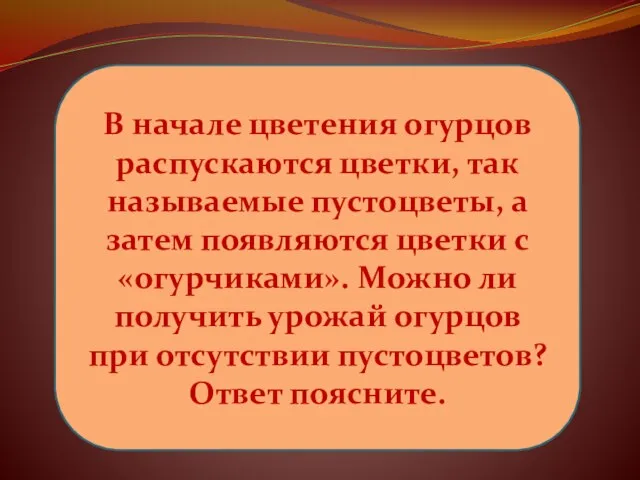 В начале цветения огурцов распускаются цветки, так называемые пустоцветы, а затем появляются