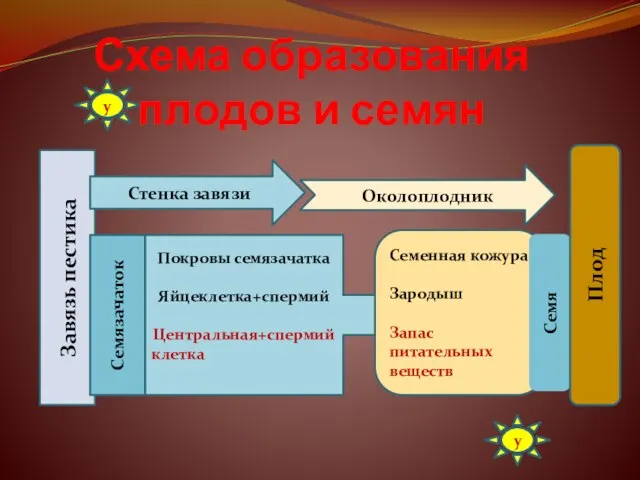 Схема образования плодов и семян Завязь пестика Стенка завязи Покровы семязачатка Яйцеклетка+спермий