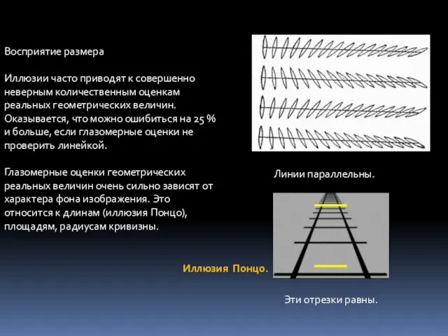 Восприятие размера Иллюзии часто приводят к совершенно неверным количественным оценкам реальных геометрических