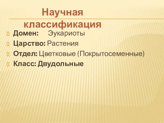 Домен: Эукариоты Царство: Растения Отдел: Цветковые (Покрытосеменные) Класс: Двудольные Научная классификация