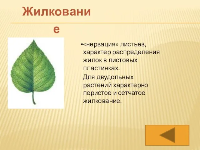«нервация» листьев, характер распределения жилок в листовых пластинках. Для двудольных растений характерно