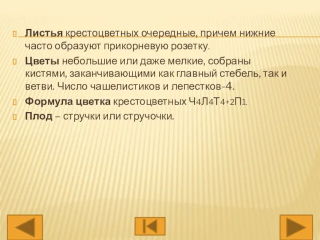 Листья крестоцветных очередные, причем нижние часто образуют прикорневую розетку. Цветы небольшие или