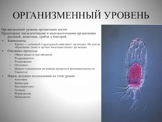 ОРГАНИЗМЕННЫЙ УРОВЕНЬ Организменный уровень организации жизни Представлен одноклеточными и многоклеточными организмами растений,