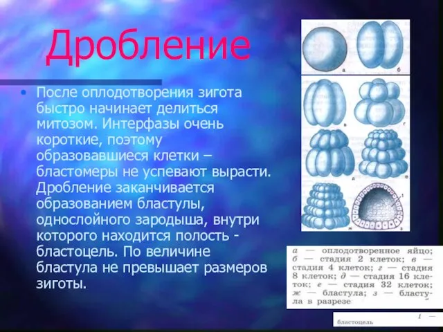 Дробление После оплодотворения зигота быстро начинает делиться митозом. Интерфазы очень короткие, поэтому