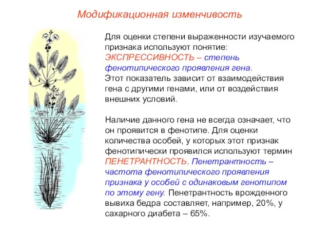 Модификационная изменчивость Для оценки степени выраженности изучаемого признака используют понятие: ЭКСПРЕССИВНОСТЬ –