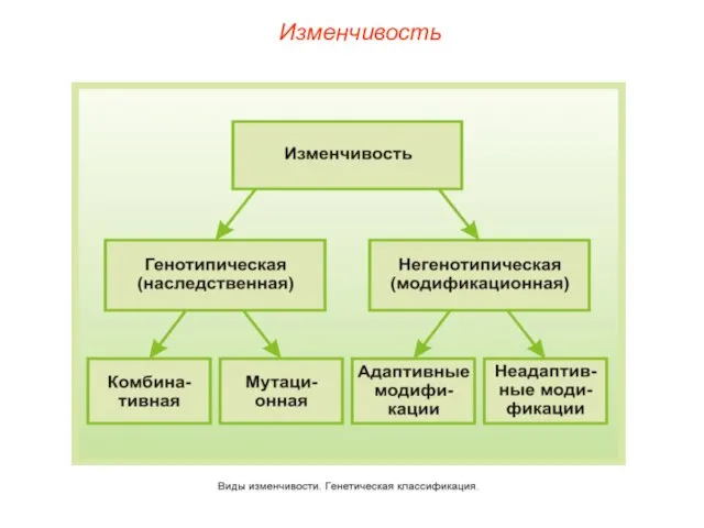 Изменчивость