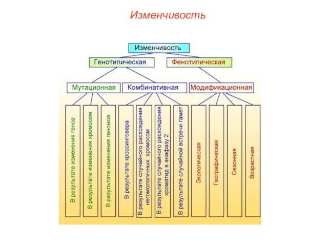 Изменчивость